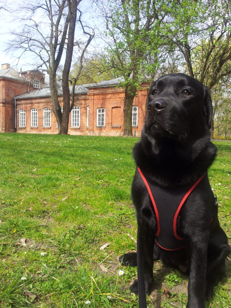 Coco, assistance dog, Blumil wheelchair