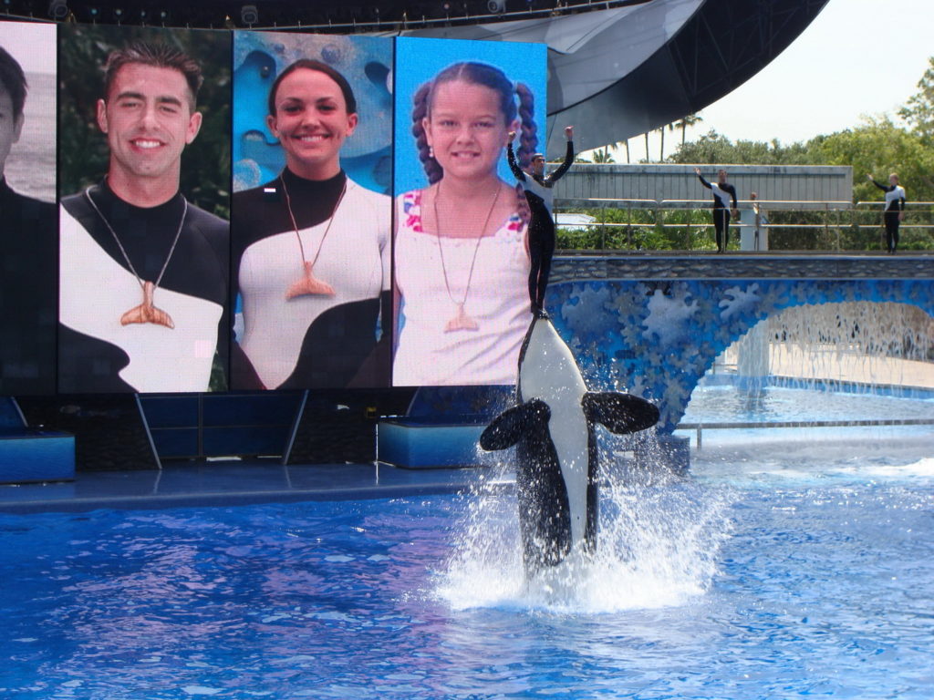 Killer whales' show in SeaWorld Orlando, Florida, USA, accessibility rating