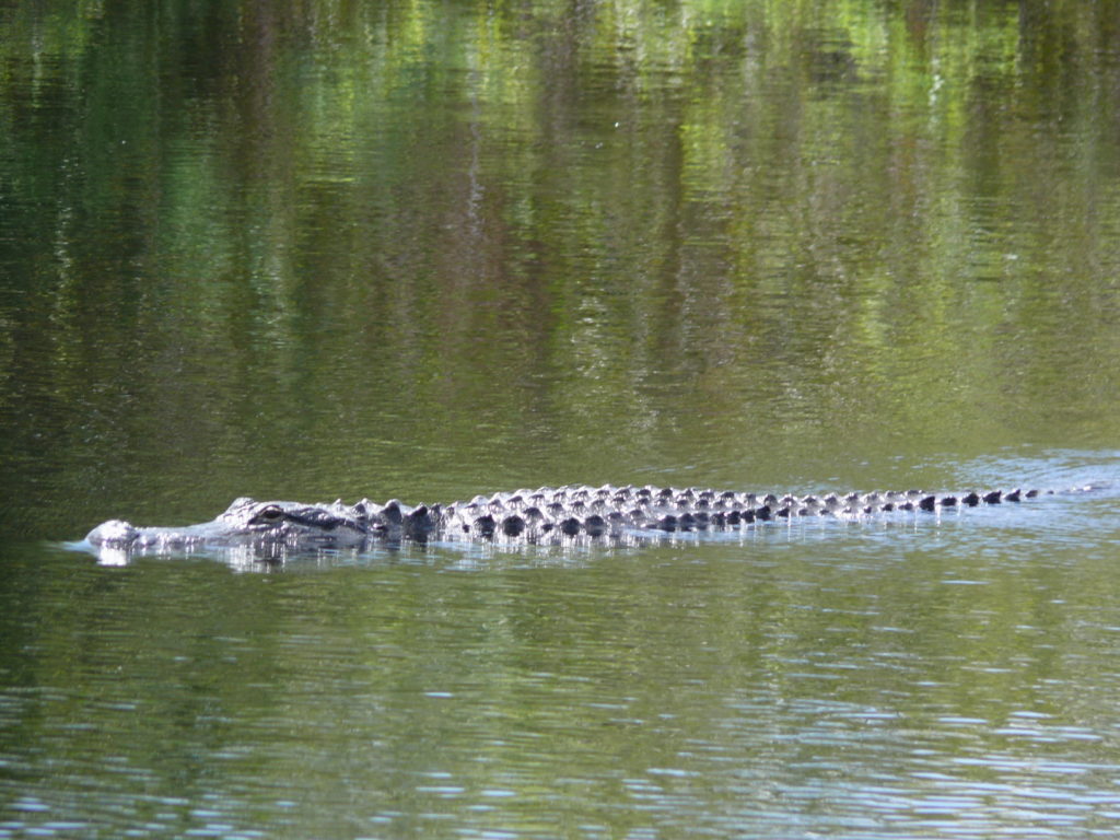 Crocodiles at Everglades National Park, Florida, USA, accessible travel rating, Blumil wheelchair, travelling in a wheelchair