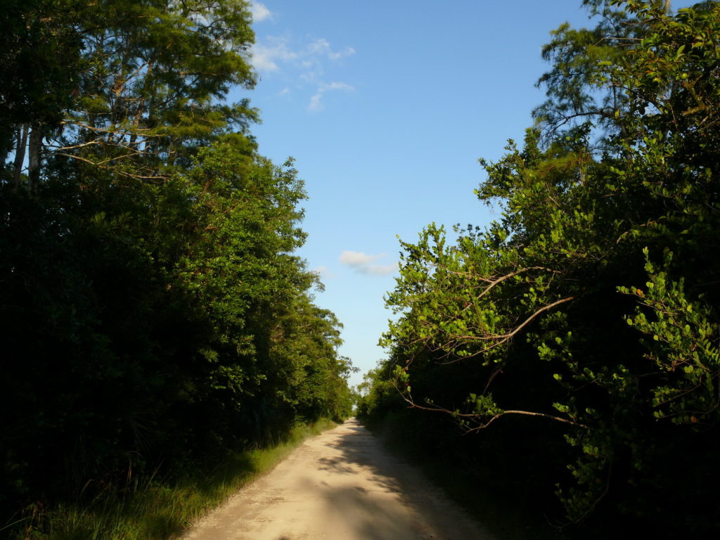 Forests in Florida, green Florida in Everglades National Park, accessible travel, Blumil wheelchair