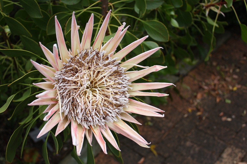 King protea, South Africa, accessible travelling, travel with a wheelchair, electric wheelchair, RSA