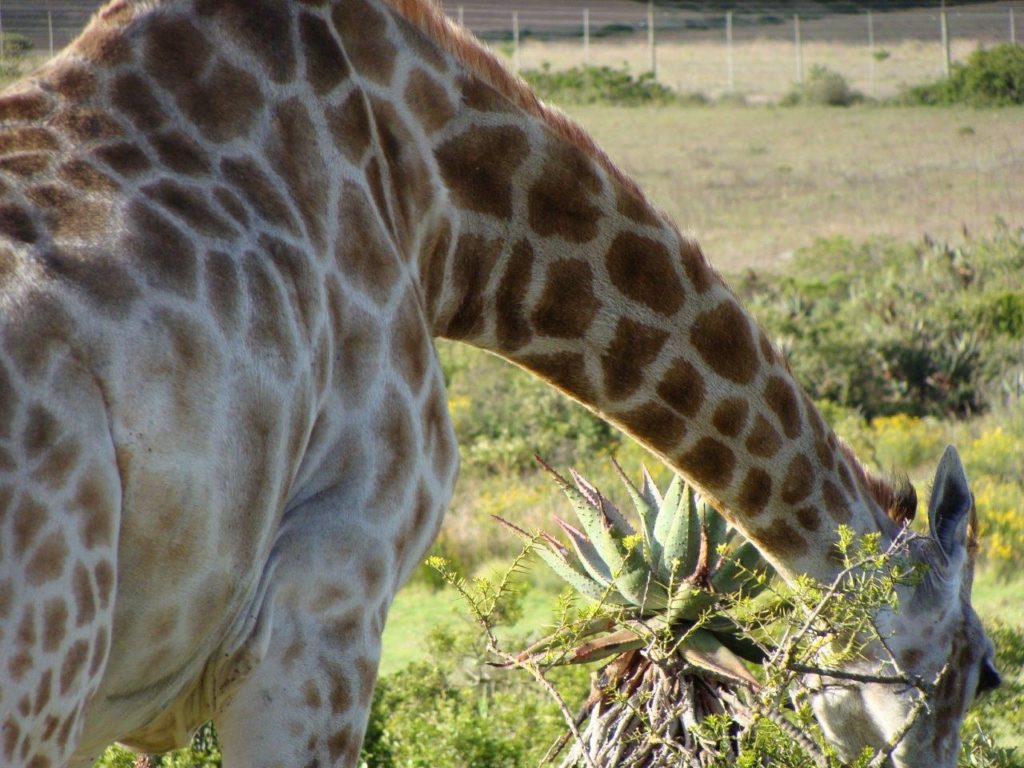 Giraffe in South Africa, safari, accessible travel, travel with a wheelchair