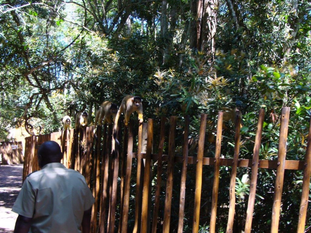 Monkey land, South Africa, accessible travel, travel in an electric wheelchair