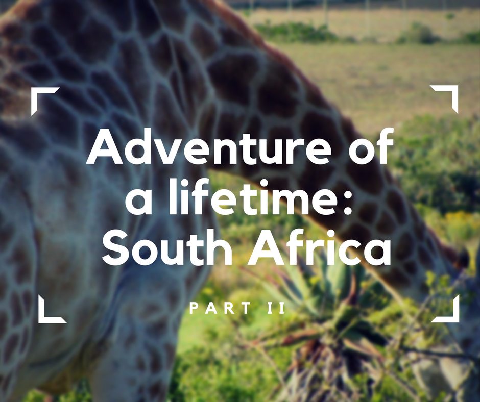 South Africa, RSA, travel in a wheelchair, accessible traveling, safari