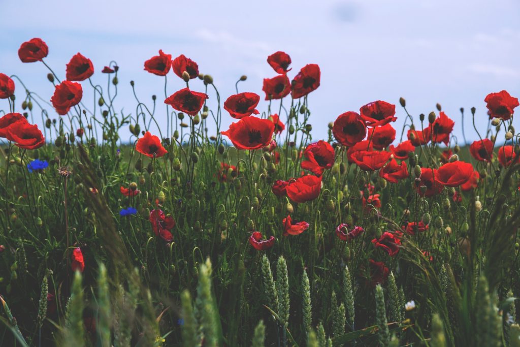 poppies in Poland, accessibility in Poland, Poland in an electric wheelchair, all-terrain wheelchair